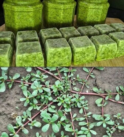 The Best Way to Preserve Fresh Purslane for Smoothies,Healthy Meals