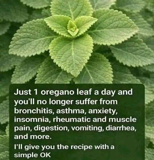 Cuban Oregano Leaf