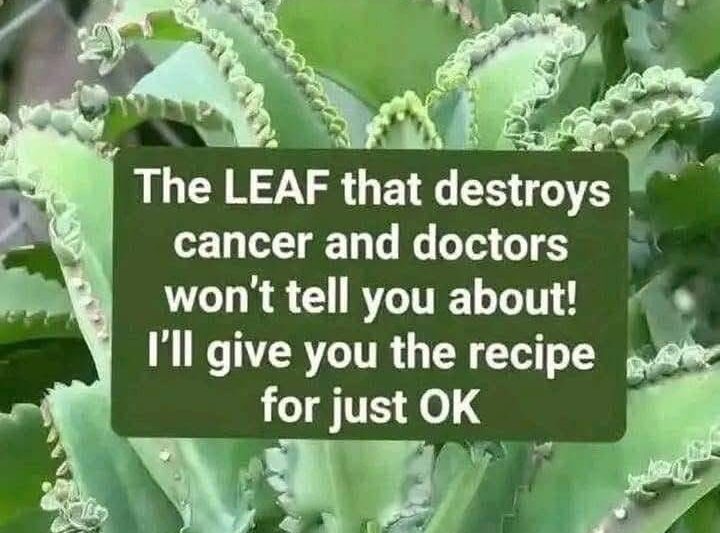 Mother of Thousands Care Guide